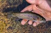 Non-native Brown trout appear to have been removed from the majority of Little Kern Golden trout native habitat, and large cascades and a barrier in the lower portion of the river block their