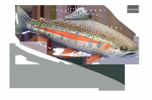McCLOUD RIVER REDBAND TROUT Oncorhynchus mykiss stonei LEVEL OF CONCERN: CRITICAL 1.