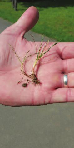 CERETEC CENTURION (Lolium perenne) Ceretec CENTURION is a medium dark green perennial rye-grass with high tolerance to close mowing (12 mm).