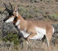Big Game Auction Hunts 2015 Auction Events Schedule 2015 Auction Tag Organization/Contact Date & Location Bighorn Sheep Statewide Deer Pronghorn Antelope Wild Sheep Foundation Don Whittaker, (503)