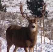 501-2808 Rocky Mountain Elk Foundation, Pendleton Chapter Tim Campbell (541) 379-6612 Rocky Mountain Elk Foundation, Medford Chapter Matt Dunbar (541) 727-1154 Oregon Hunters Association, Capitol
