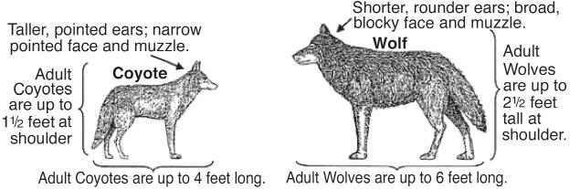 FOR YOUR INFORMATION WOLVES IN OREGON Gray wolves are currently protected statewide by the Oregon Endangered Species Act.