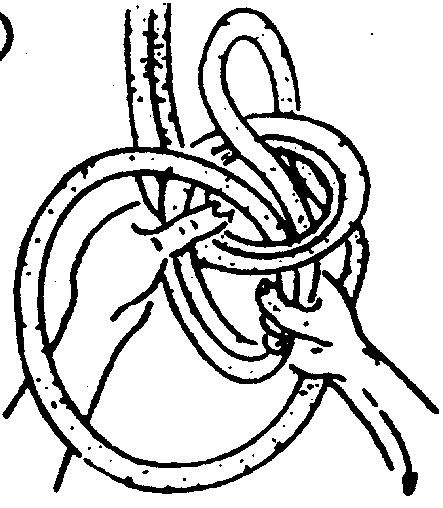 THE BOWLINE ON A BIGHT Measure 1 1/ arm lengths; loop rope back on itself. Hold doubled rope in left hand about from looped end. Place loop across doubled rope above left hand.