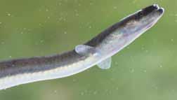 An untrained eye can easily mistake species that look similar. Bowfin are native species, actually dating back 250 million years and should be released unharmed.