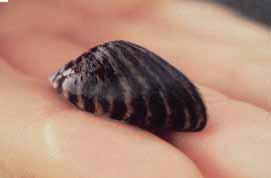 Usually grow in clusters Zebra mussels are the ONLY freshwater mollusk that can firmly attach itself to solid objects rocks, dock pilings, boat hulls, water intake pipes, etc.