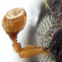 The scutellum of tribe members is usually large and flat and the head is usually concealed at least partially by an enlarged pronotum.