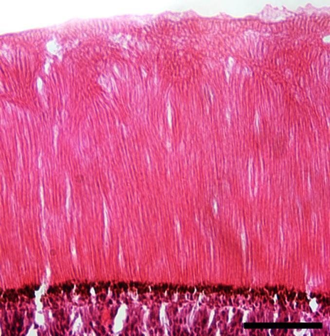 (A) (B) (C) Fig. 2.4 Cross section showing central photoreceptor fanning pattern in (A) outer segment.