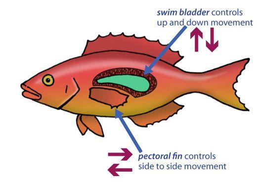 Benefits of Average Density: p.340-343 Fish have a specialized organ called a swim bladder.