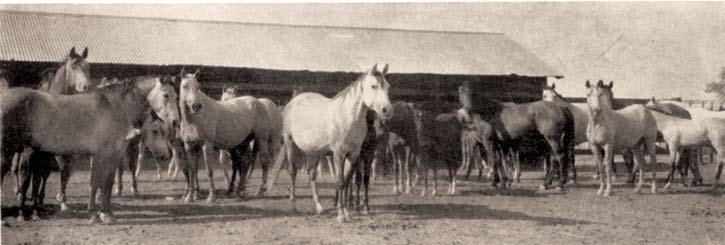 This foal s sire was known and his dam was known to Redd only when he saw her. She was a red dun or claybank mare he could identify, but that was about all.