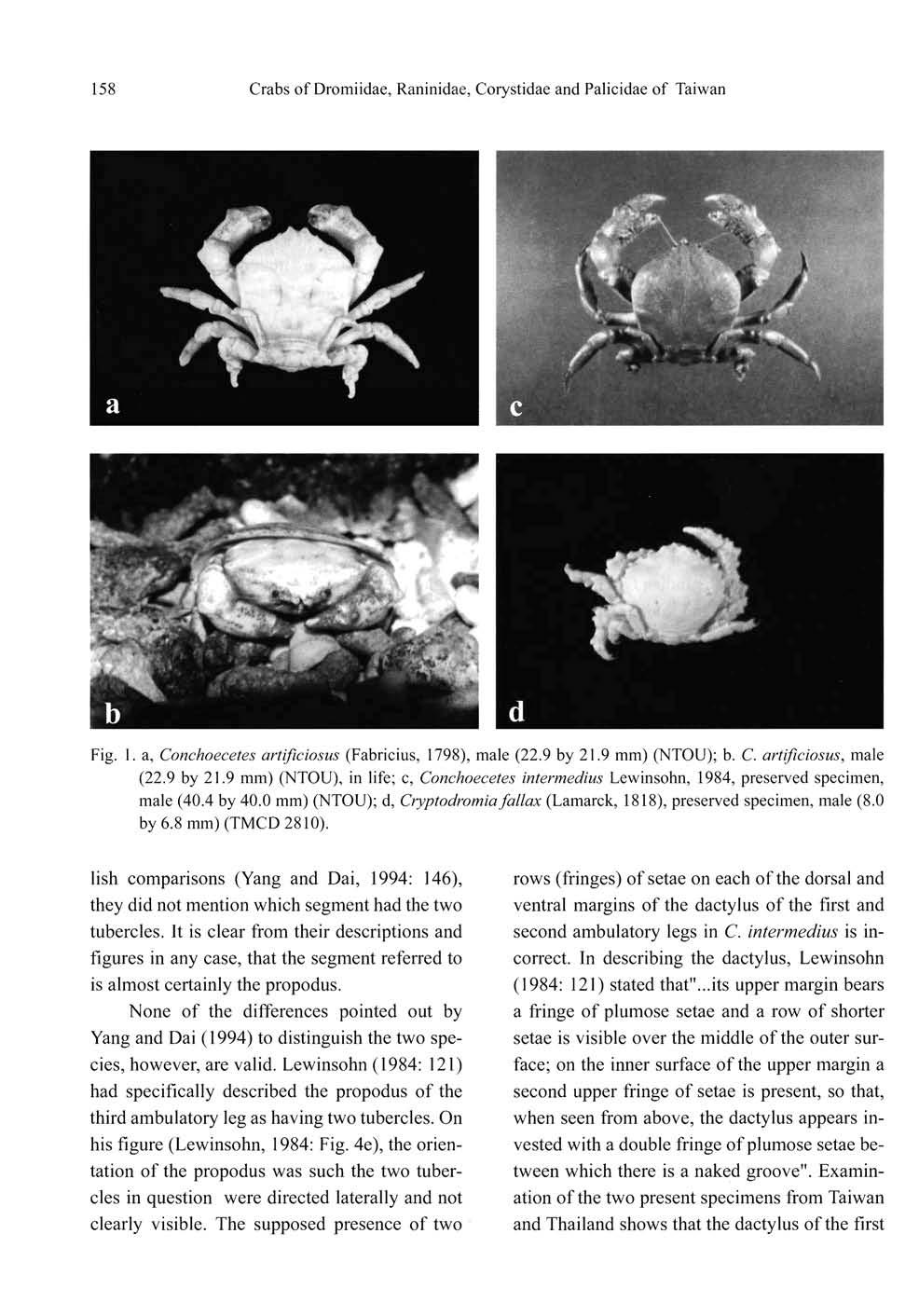 158 Crabs of Dromiidae, Raninidae, Corystidae and Palicidae of Taiwan Fig. 1. a, Conchoecetes artificiosus (Fabricius, 1798), male (22.9 by 21.