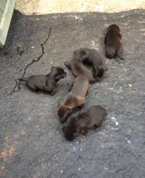 The mother could not resist the urge to find her puppies and entered the trap to investigate the smell.