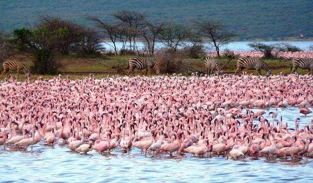 MEAL PLAN-FULLBOARD Flamingos in Lake Elementaita Nature walk and