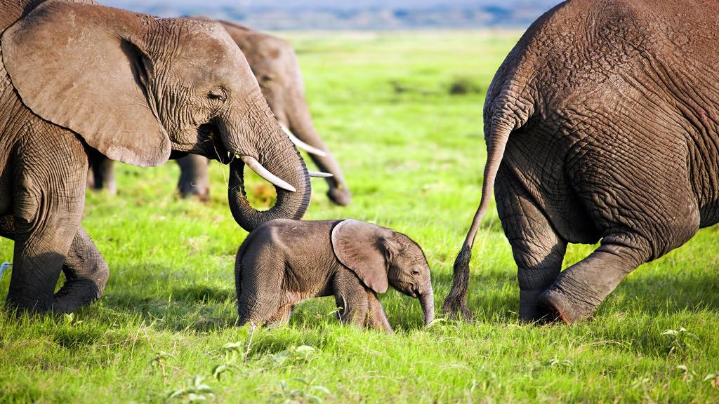 Beginning with a night in Nairobi National Park, a surprisingly rich wildlife haven located on the edge of the sprawling city, you then fly down to Amboseli, where huge herds of elephants still sweep
