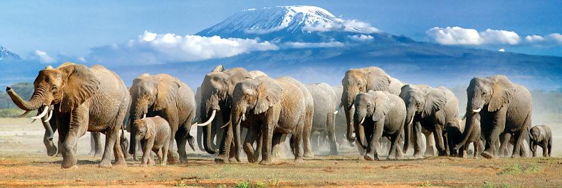 About Amboseli Amboseli National Park covers 150 square miles and has a mixed topography of plains, acacia woodland, rocky thorn bush, swamps, and marshes.