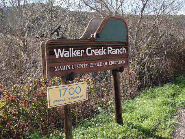 Creek Walker