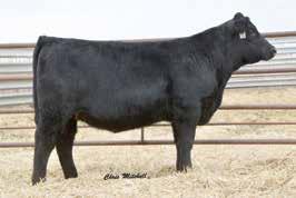 Diamond D Gelbvieh Pick 7 DDGR Seduction 261C Sire: DLW Alumni Our Alumni calves are outstanding and this Balancer female has super depth of body, just like her mother.