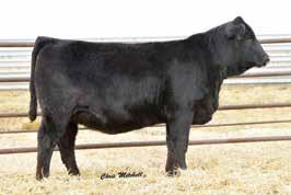 DDGR Jasmine 122C Sire: All American 654A A high performance purebred heifer that started at 82 lbs and weaned at 730 lbs without creep.