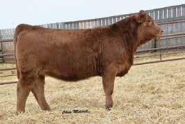 DDGR 34C Sire: Ellingson Identity 9104 This fancy Identity heifer is out of a KHR 08W first calving cow. She has excellent EPD s for calving ease, growth, maternal and carcass.