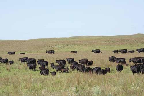 12 Cedar Top Ranch Pick Cedar Top Ranch is offering pick of their 2014 bred heifers to be calving this spring.