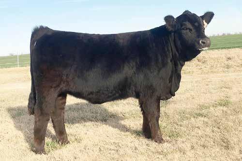LCC 122C 13 LCC 122C LCC 122C is a classy, yet deep bodied and structurally correct heifer that will make an excellent brood cow prospect. This heifer has been to one show, the Tulsa State Fair.