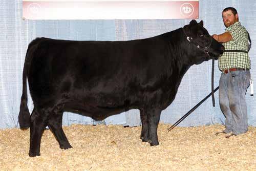 Hilltop Farm Pick 17 FEMALE BRED AND SHOWN BY HILLTOP FARMS Hilltop Farms is offering pick of their spring 2014 production bred heifers or 2015 spring production open heifers on the ranch that carry