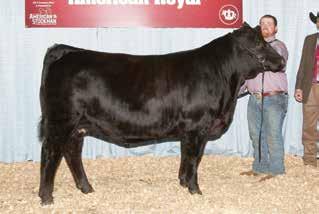 They also bred and exhibited the 2015 Grand Champion Gelbvieh Bull at the 2015 American Royal, Missouri State Fair and Tulsa State Fair.