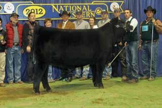 Many of these have unmatched genetic history of production and show ring champions at a national and regional level.