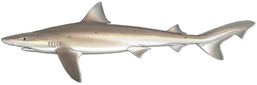 Supported by: SIMILAR SPECIES Galeorhinus galeus, Tope Mustelus asterias, Starry Smoothhound