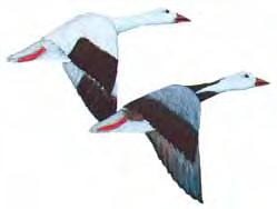 Canada Goose SNOW GOOSE Length 25-38 Black grin patch on bill is found only on Snow Geese.