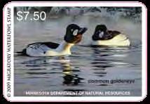 difficult to ascertain. A continental population of about 1.25 million goldeneyes was estimated during the 1970s.