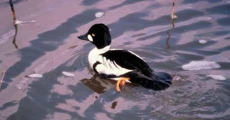 Over the years, the harvest of common goldeneyes in Minnesota has ranged from around 4,000 to as high as 19,000, but