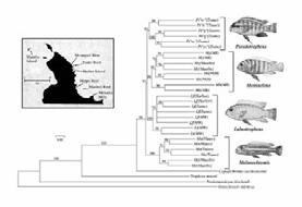 Phylogenetics Of Lake Malawi Cichlids Lake