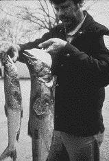 Lake Trout With Wounds Inflicted By Lamprey Eels How The Lamprey Eel Got Into The Great Lakes The