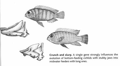 fish. Change the gene, two fish!