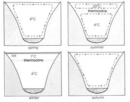 Temperature Profiles Throughout The Seasons In An Oligotrophic