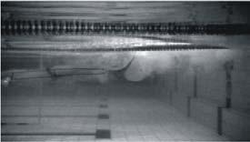 , 1995), the research task consisted of three trial turns after swimming 25m. An analysis was made on one turn performed by each swimmer. This turn was selected based on the shortest total turn time.