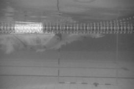 The turns were recorded by two digital video cameras placed under water (Figure 2). One camera was located at a distance of 1.5m from the wall, the other at a distance of 3m from the wall.