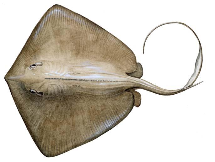 To find crustaceans and small fishes to eat, southern stingrays will flap their wings to create depressions on the sandy