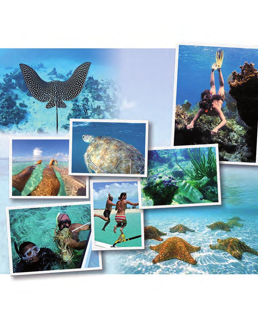 Snorkelling The Turks and Caicos Islands are world-renowned for our crystal clear waters and abundant wildlife.