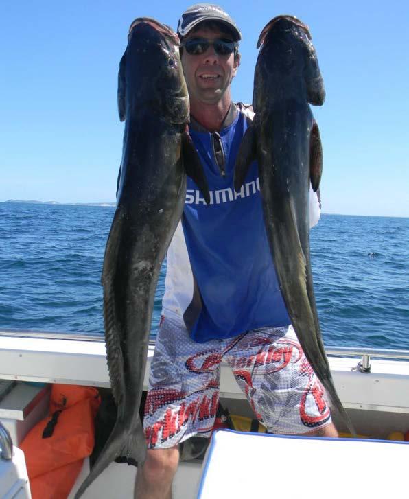 Andy with a couple of solid cobia that the ZMan plastics accounted for. After a bit of a straightening up the plastic was ready to be sent back down again.