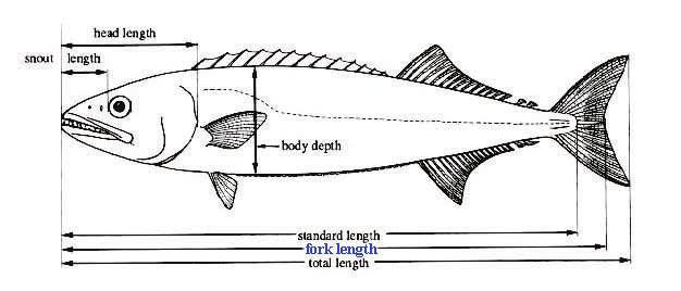Page 8 24 hour toll-free hotline: 1-800-853-1964 Page 9 Measurement Guidelines Fork length: the straight-line distance from the tip of the head (snout) to the rear center edge of the tail (caudal