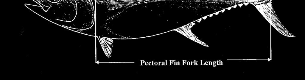 Curved fork length: the tip of the upper jaw to fork of tail measured along the contour of the middle of the body.