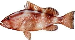 Red Grouper (20 in) Color brownish red Lining of mouth scarlet-orange