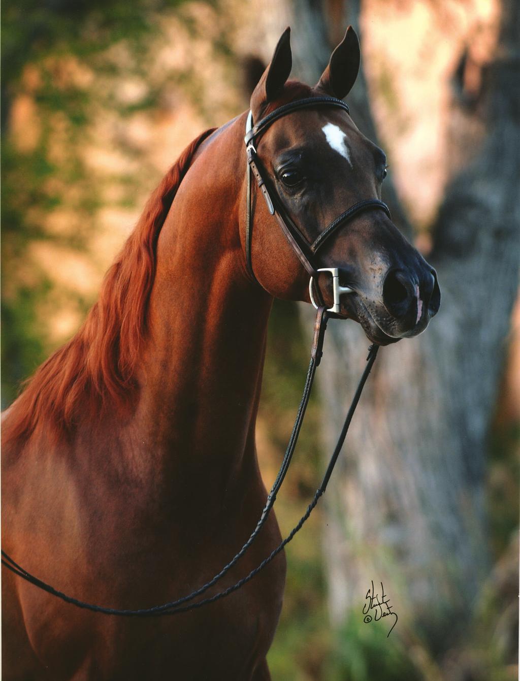 The Arabian horse gets its Arabic name, Kohl-ani, from its beautiful skin and eyes.