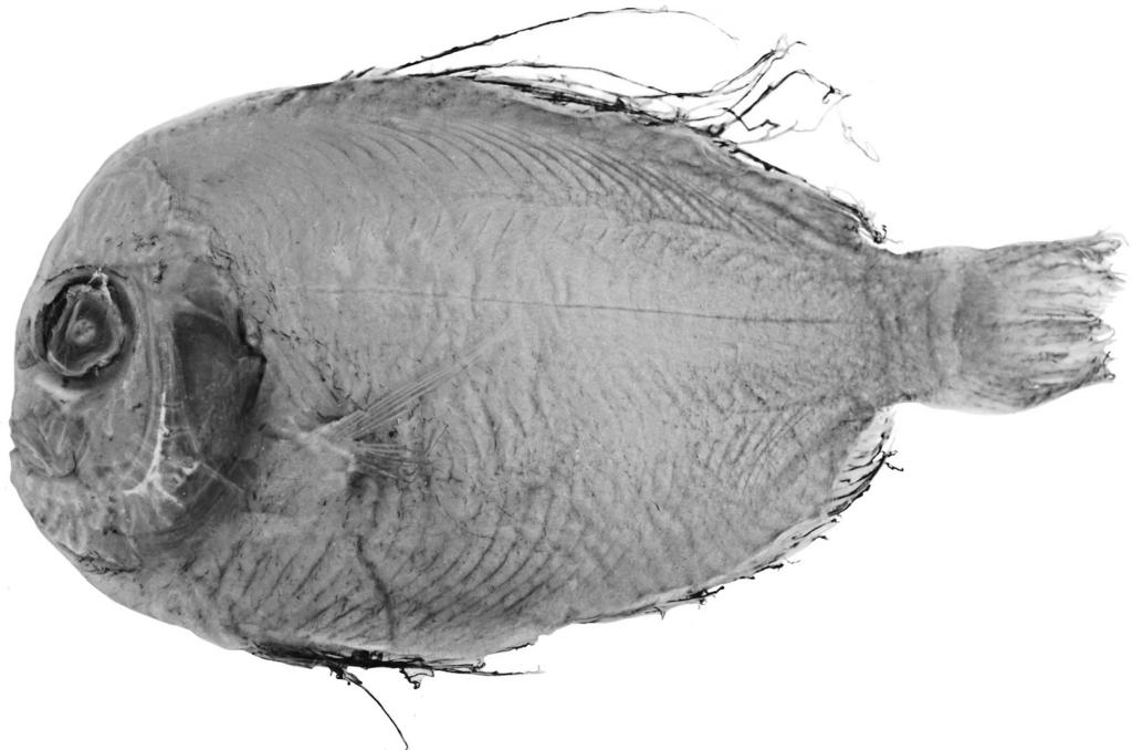 394 Copeia 2011, No. 3 Fig. 8. Paracaristius nudarcus, new species (LACM 36068-36, 132 mm SL). origin (above orbit in P. nudarcus versus posterior to orbit in P.