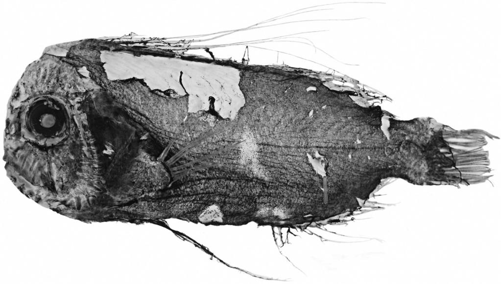 Stevenson and Kenaley Partial revision of Caristiidae 397 Fig. 11. Paracaristius aquilus, new species (CAS 224589, holotype, 190 mm SL). filaments.