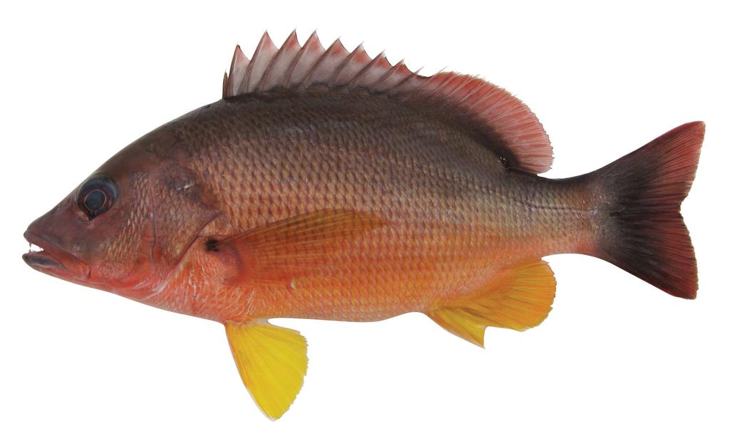 Figure 7. Lutjanus papuensis, paratype (USNM 408444), 173.1 mm SL, Kedonganan fish market, Bali, Indonesia (W. White photo). Colour when freshly collected. (Fig.