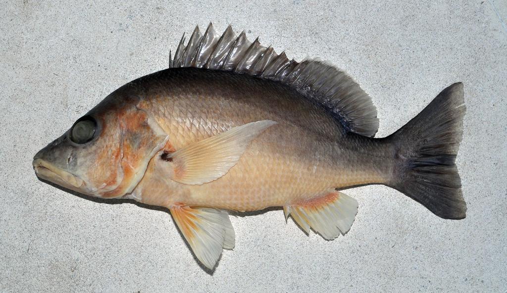 dull red; caudal fin dark brown except outer third reddish; pelvic and anal fins bright yellow; pectoral fin translucent yellowish (brighter dorsally) with black spot at base of uppermost rays.