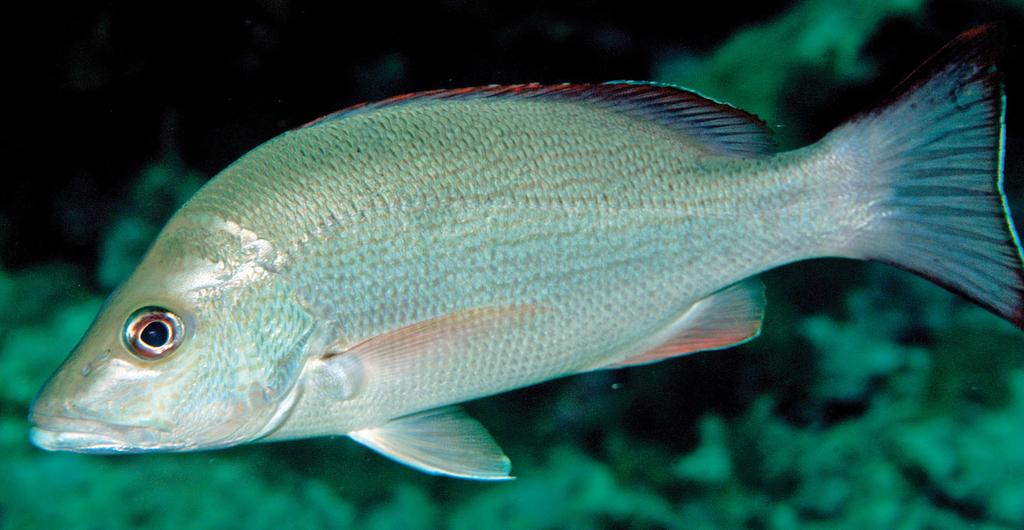 grey with narrow white margin on soft portion; caudal fin dark grey; pectoral, pelvic, and anal fins yellowish tan; well-contrasted black spot at base of uppermost pectoral-fin rays. Etymology.