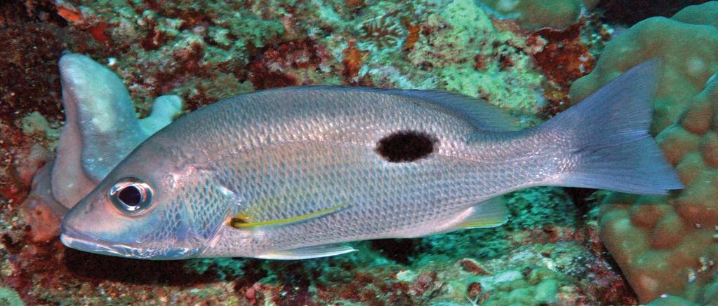 Figure 4. Underwater photograph of Lutjanus russellii, adult approximately 350 mm TL, Brunei (G. Allen photo).